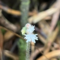 Cheirostylis flabellata (A.Rich.) Wight